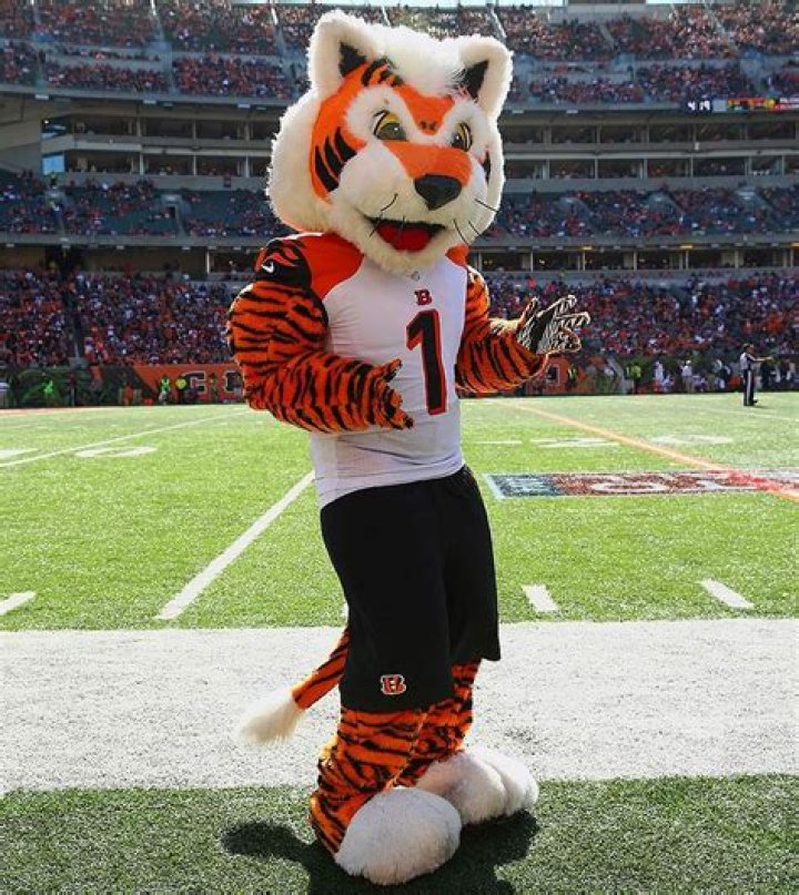 Who Dey the tiger?