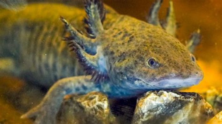 Who discovered axolotls?