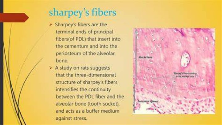 Who discovered Sharpey's fibers?
