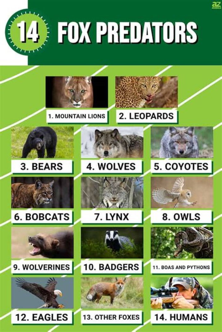 Who eats a fox?