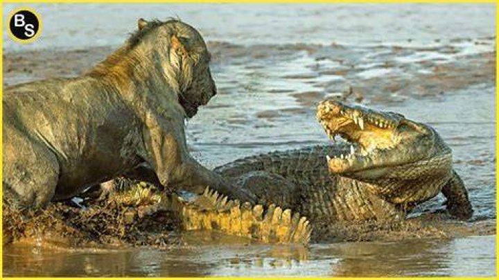 Who is more powerful lion or crocodile?