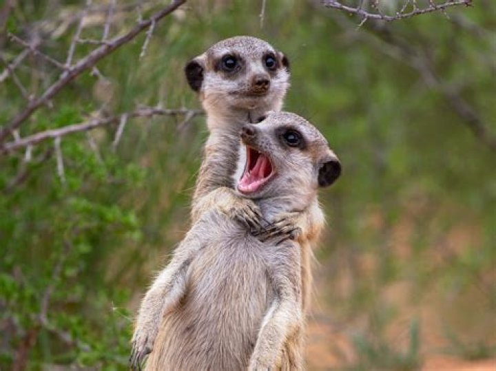 Who is Oleg meerkat?