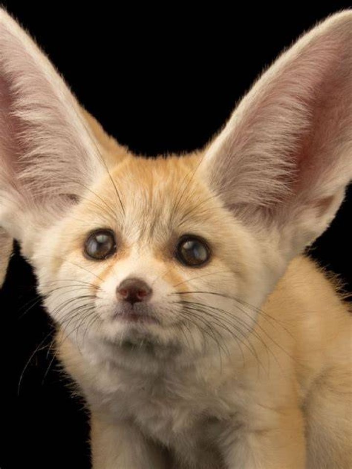 Who Rescued Fennec Shand?