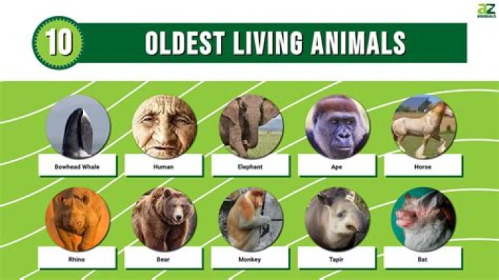 Who was the longest living polar bear?
