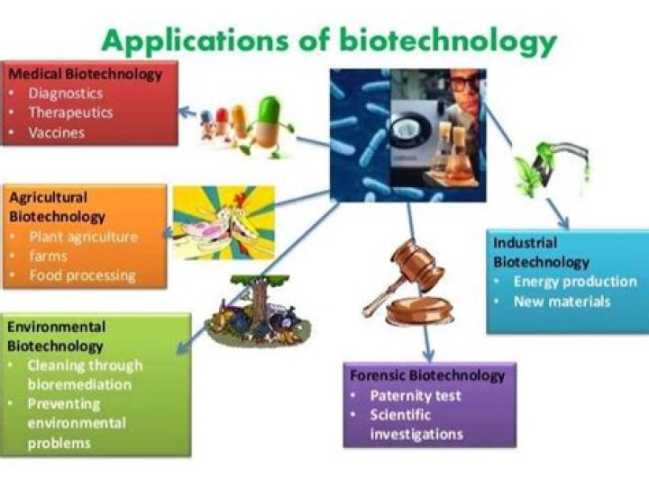 Why are bacteria useful in biotechnology and genetic engineering?