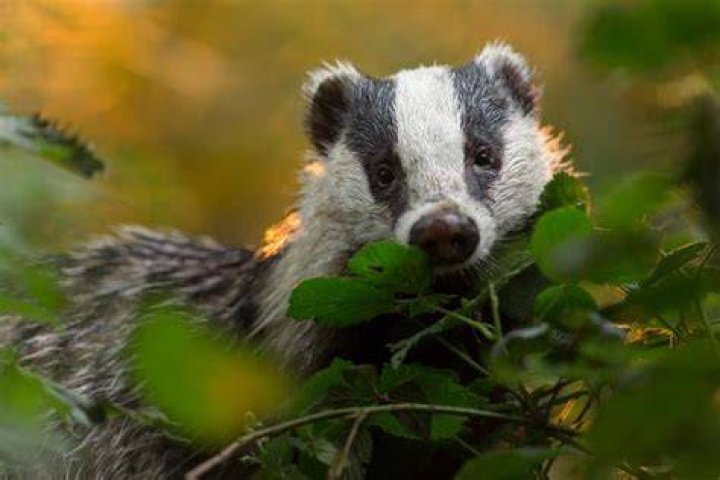 Why are badgers protected?