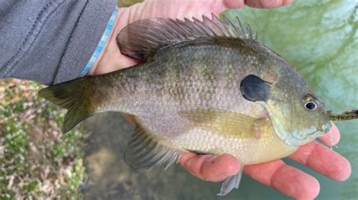Why are bluegill called sunfish?