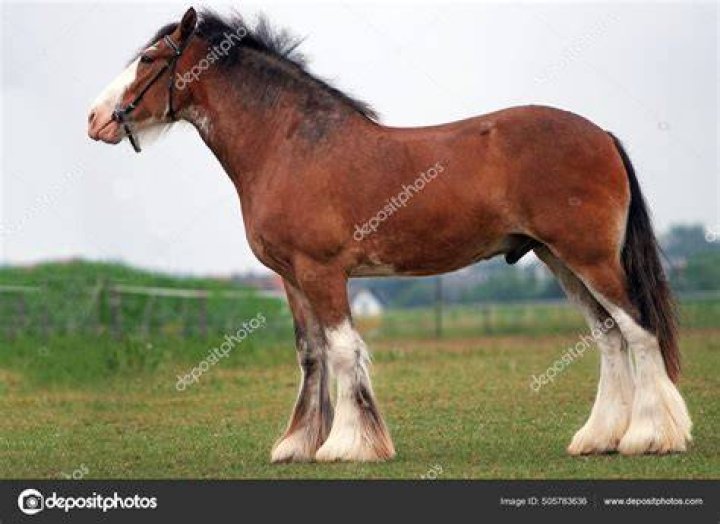 Why are Clydesdale horses so big?