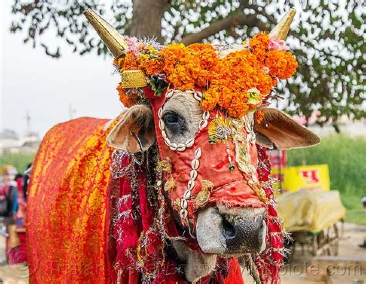 Why are cows holy in India?