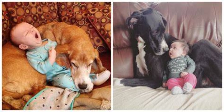 Why are dogs overprotective of babies?