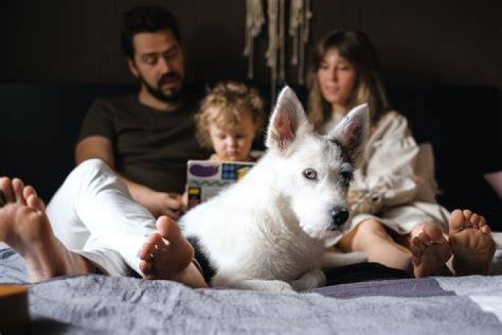 Why are dogs protective over babies?