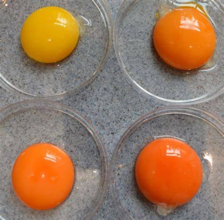 Why are happy eggs so orange?