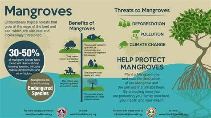 Why are mangrove ecosystems important?