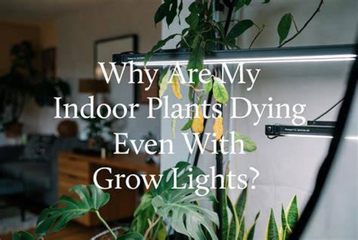 Why are my indoor plants growing so slow?