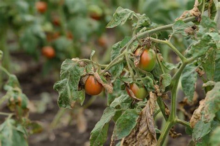 Why are my tomato plant leaves turning brown and dying?