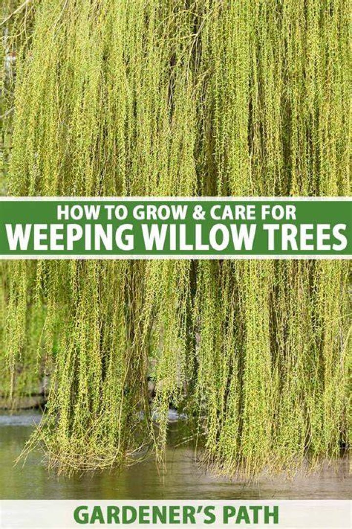 Why are my willow branches turning black?