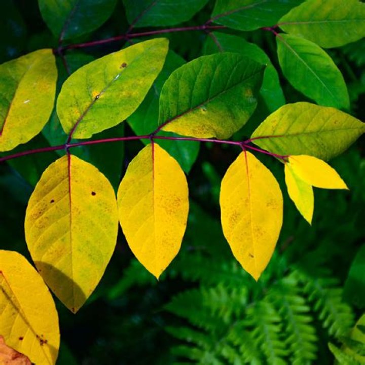 Why are the leaves on my willow wand turning yellow?