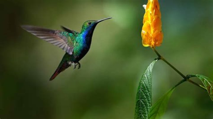 Why are there no hummingbirds in Hawaii?