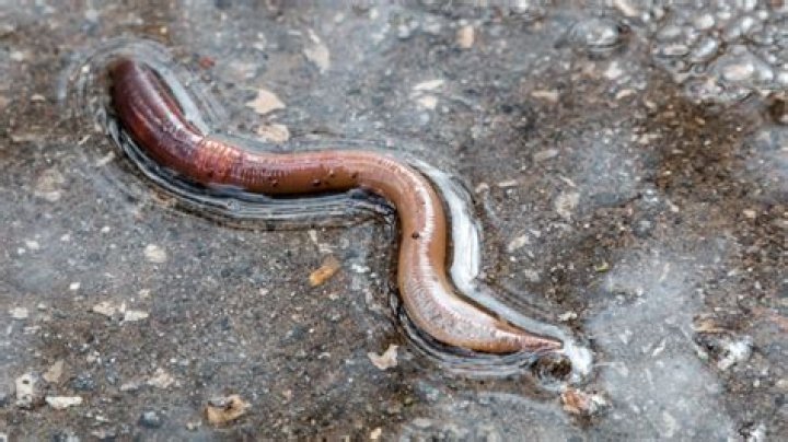 Why are there worms in my pool after it rains?