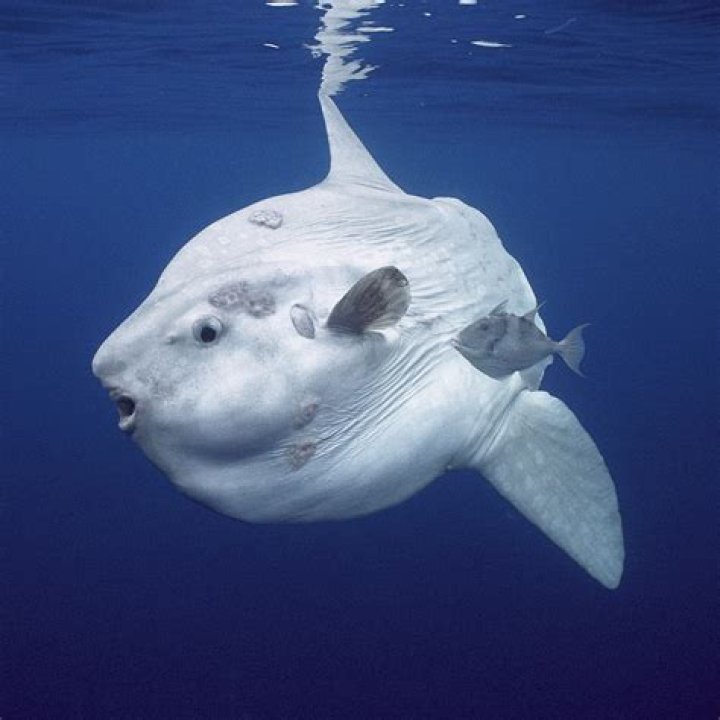 Why are they called sunfish?