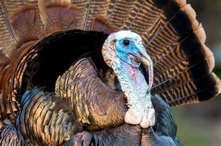 Why are three birdies called a turkey?