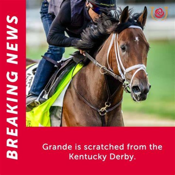 Why did horse get scratched?