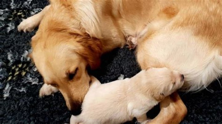 Why did my dog only have one puppy?