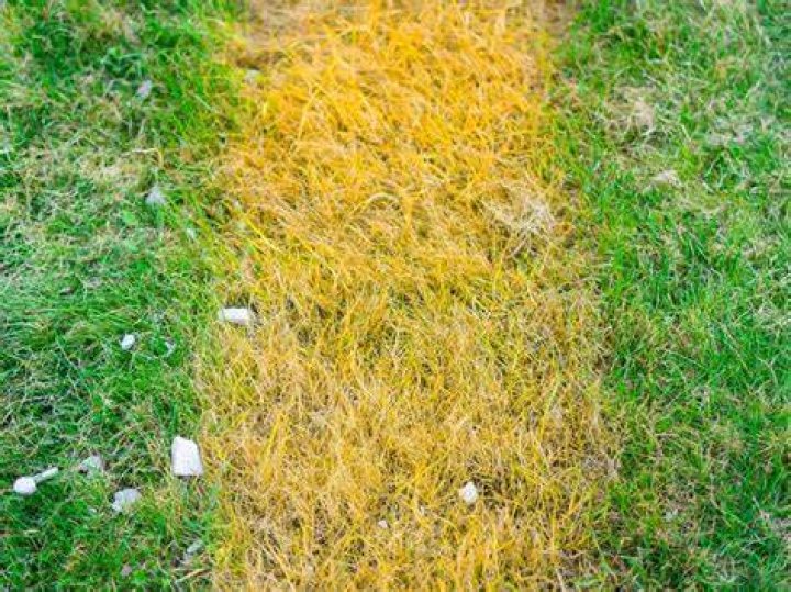 Why did my grass turn yellow after fertilizing?