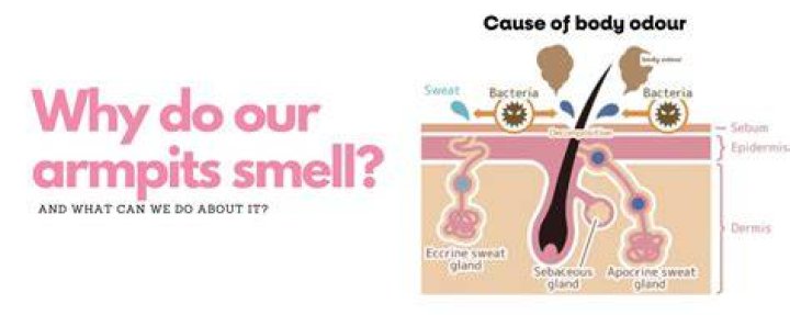 Why do armpits smell?