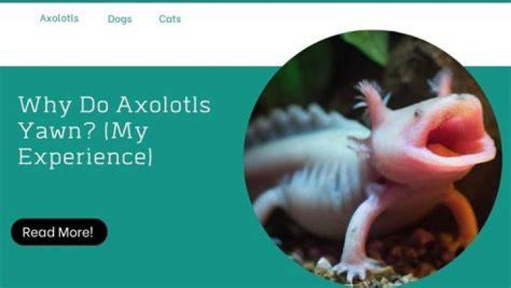 Why do axolotls yawn?
