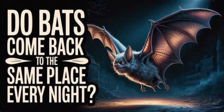 Why do bats come back to the same place?
