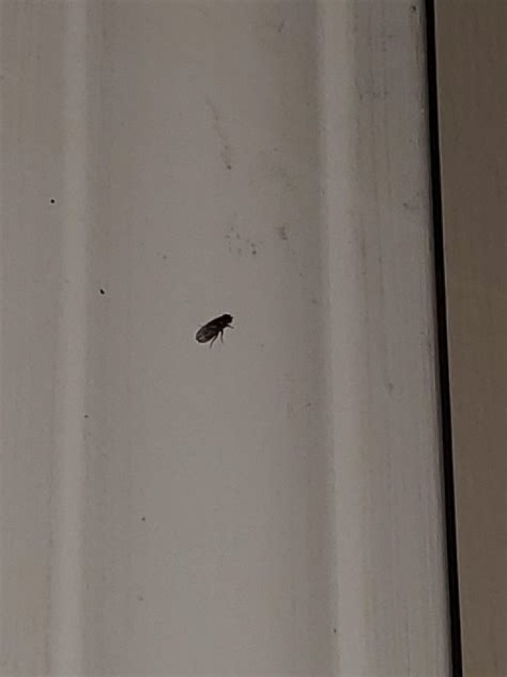 Why do bats fly around my house?