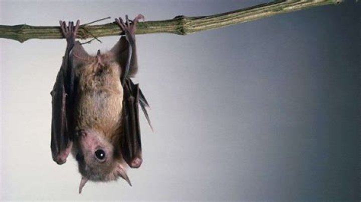 Why do bats hang upside down?