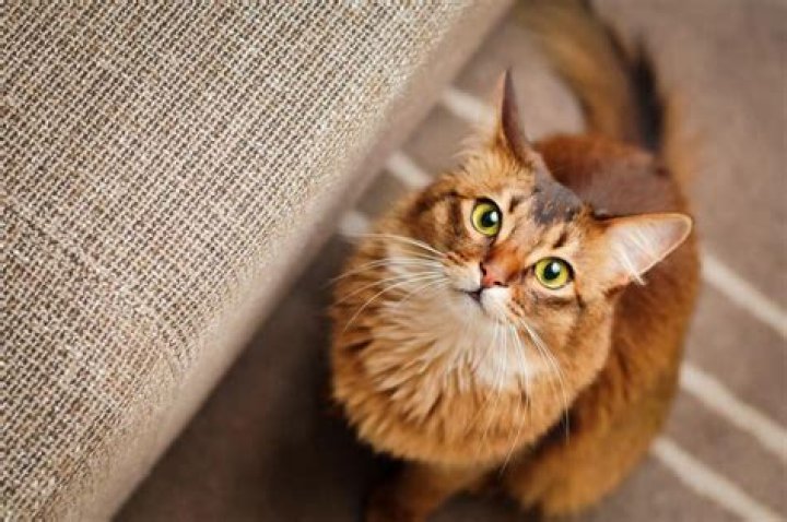 Why do cats stare at corners?