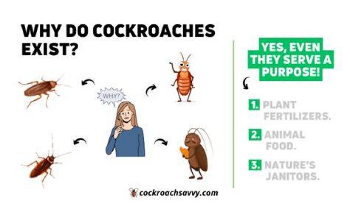 Why do cockroaches exist?