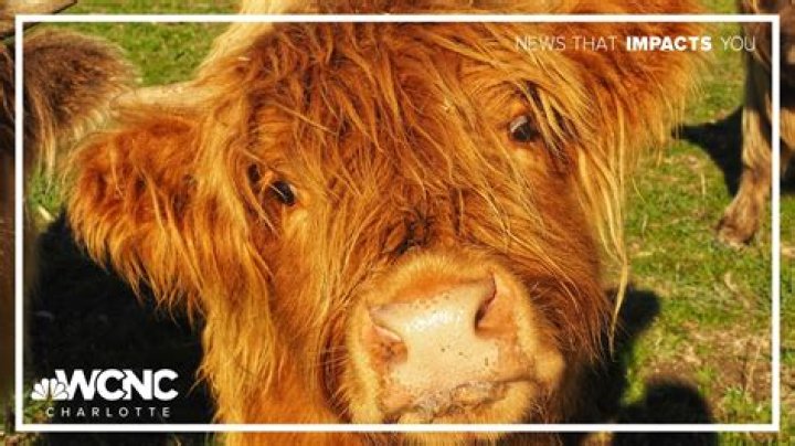Why do cows chase you?