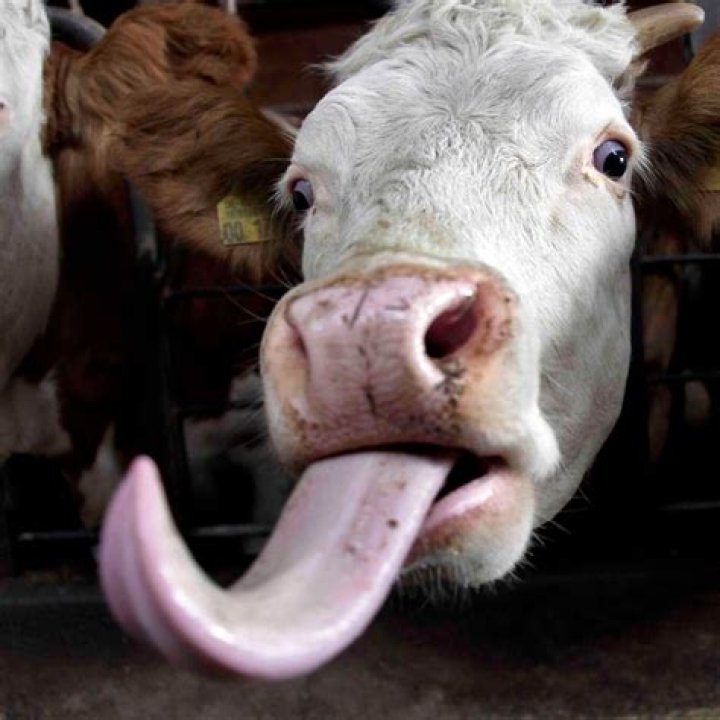 Why do cows stick their tongues out?