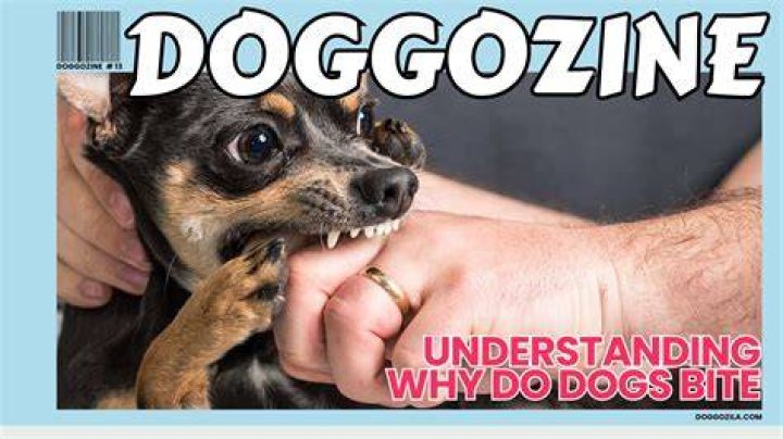 Why do dogs bite without warnings?