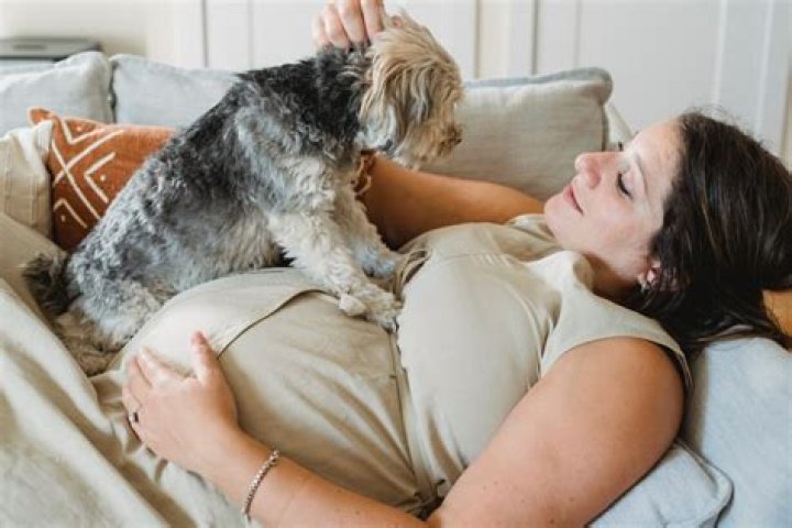 Why do dogs lay on pregnant bellies?