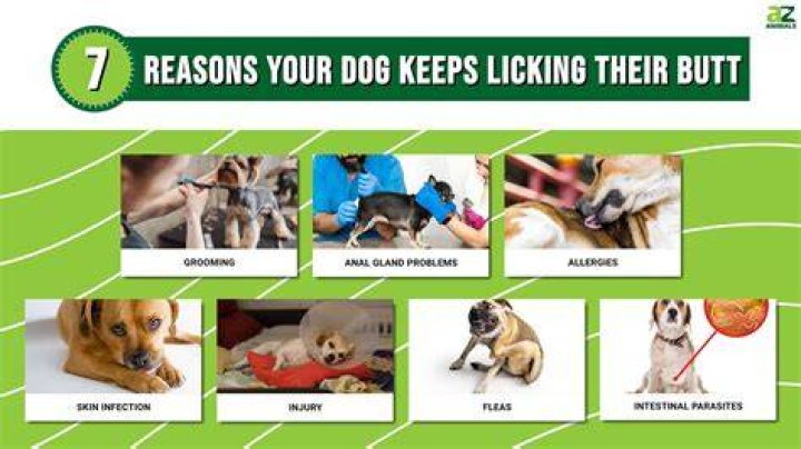 Why do dogs lick their bottoms?