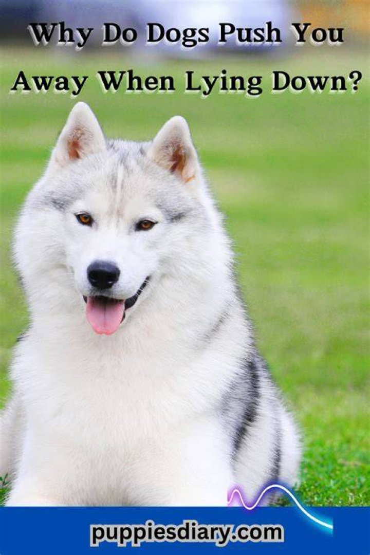 Why do dogs push you away when lying down?