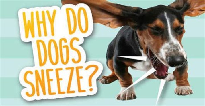 Why do dogs sneeze?