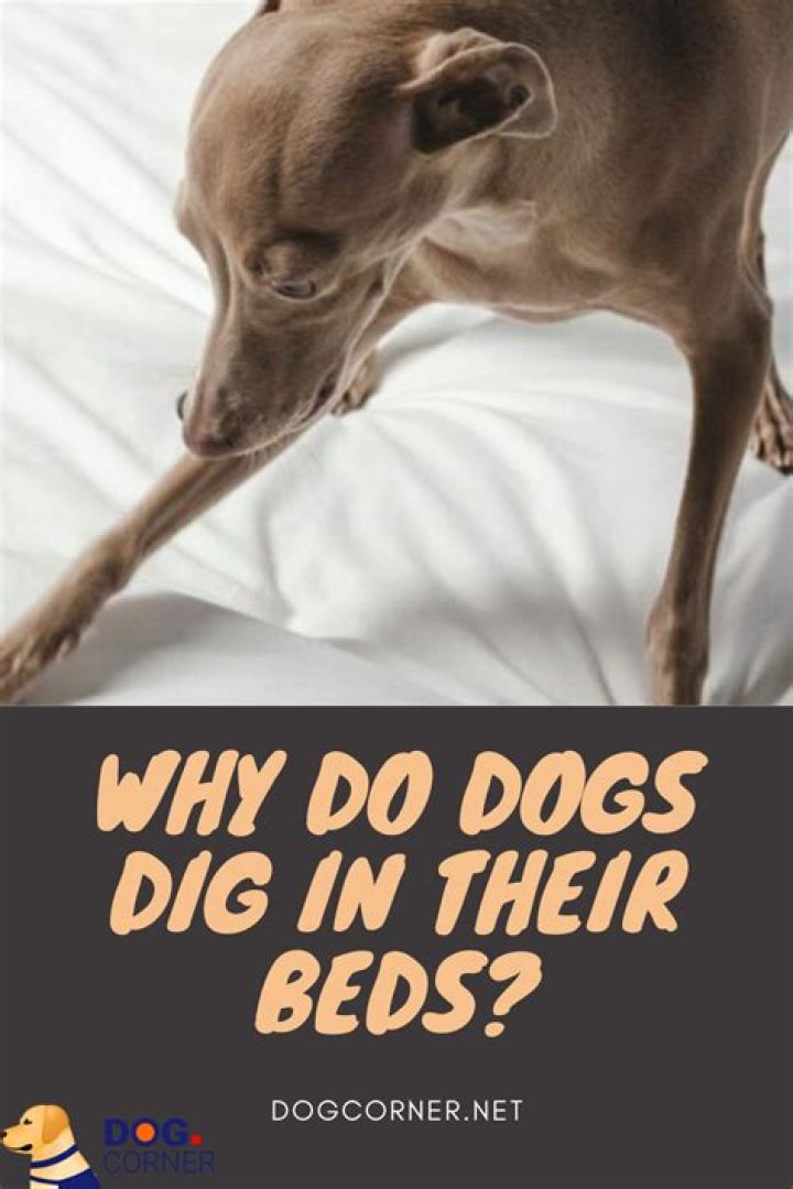 Why do dogs try to dig on the bed?