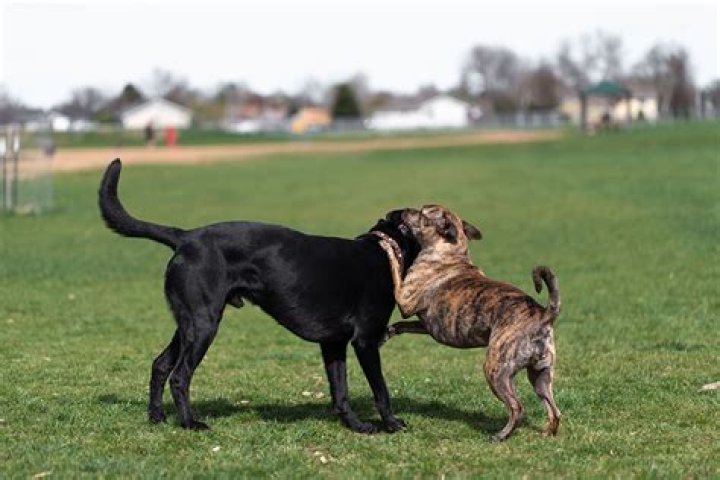 Why do fighting dogs have no tongue?