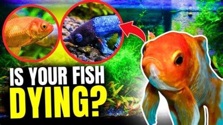 Why do fish swim up and down in corner of tank?