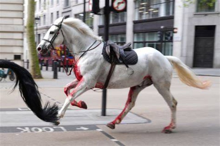 Why do horses get put down when they break a leg?