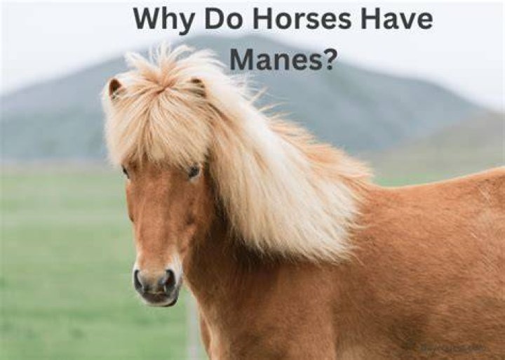 Why do horses have manes?