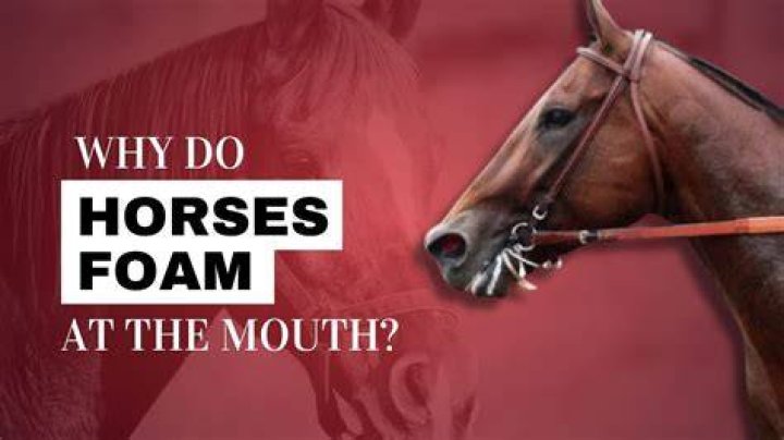 Why do horses open their mouths when being ridden?
