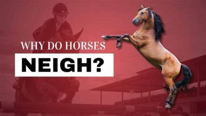 Why do horses run home?