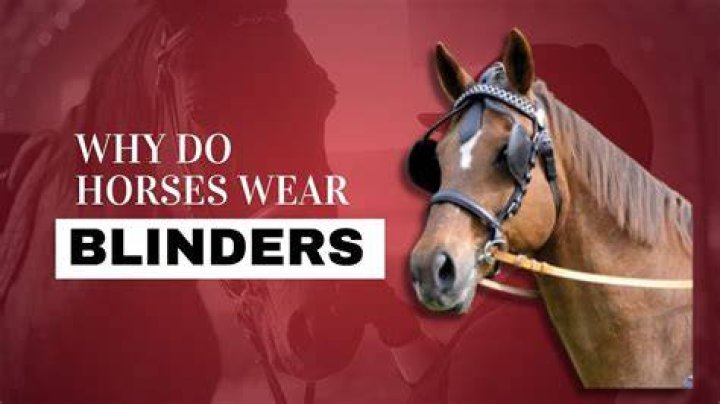 Why do horses wear hoods over ears?